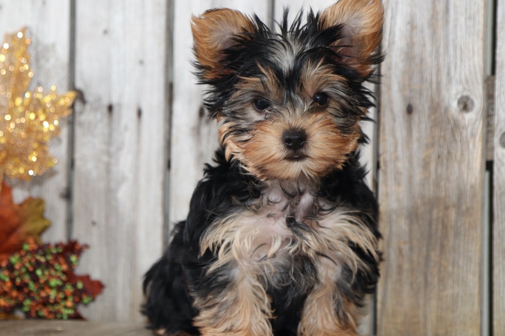 Cherry - Darling  TEACUP Yorkshire Terrier - Image 2
