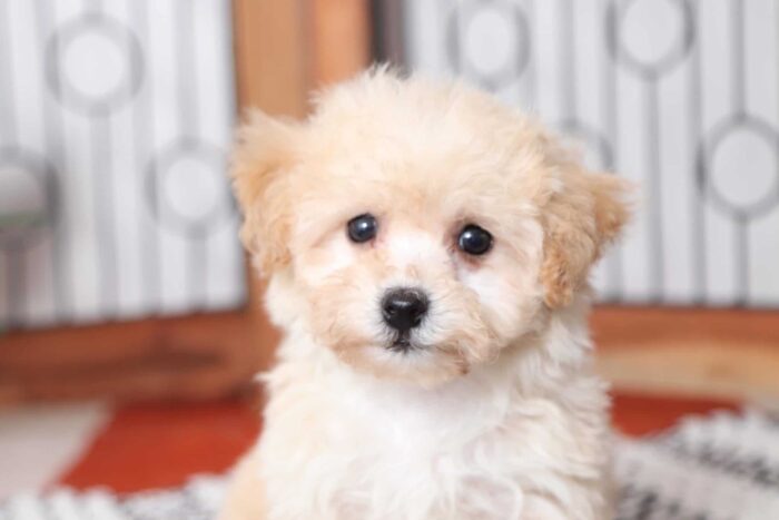 Cherry - Adorable Female Poochon Puppy - Image 2