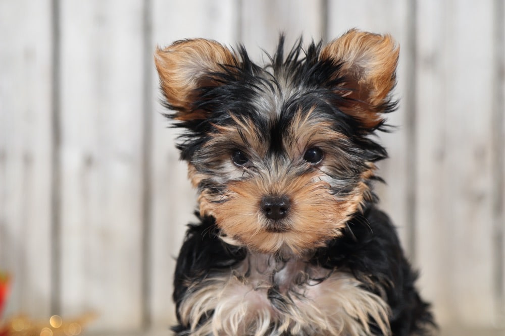 Cherry - Darling  TEACUP Yorkshire Terrier - Image 3