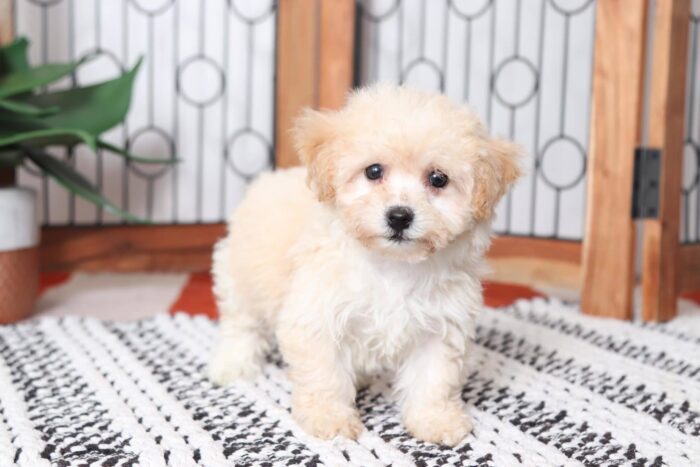 Cherry - Adorable Female Poochon Puppy - Image 3