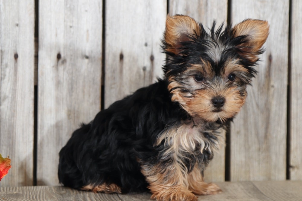 Cherry - Darling  TEACUP Yorkshire Terrier - Image 4