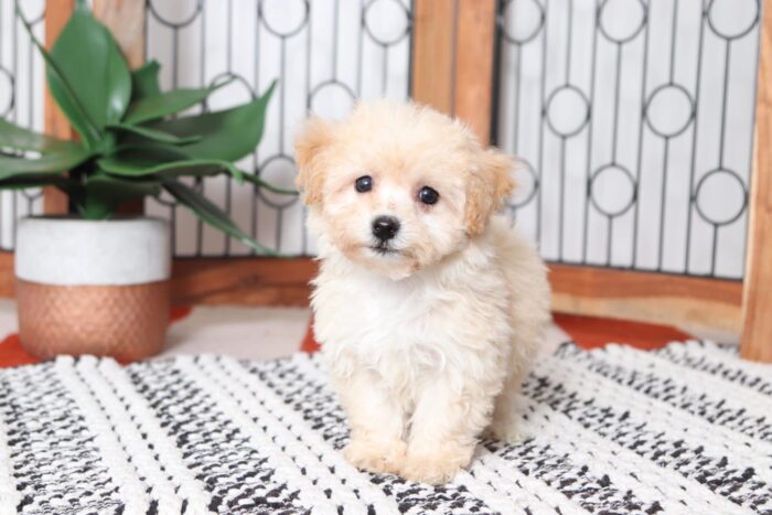 Cherry - Adorable Female Poochon Puppy - Image 4