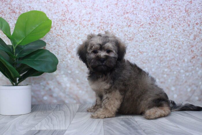 Chestnut- Cute Male Shih-Poo Puppy - Image 3