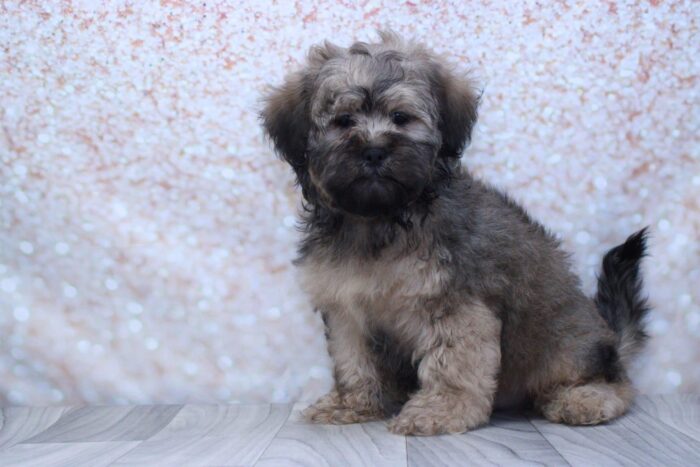 Chestnut- Cute Male Shih-Poo Puppy - Image 2