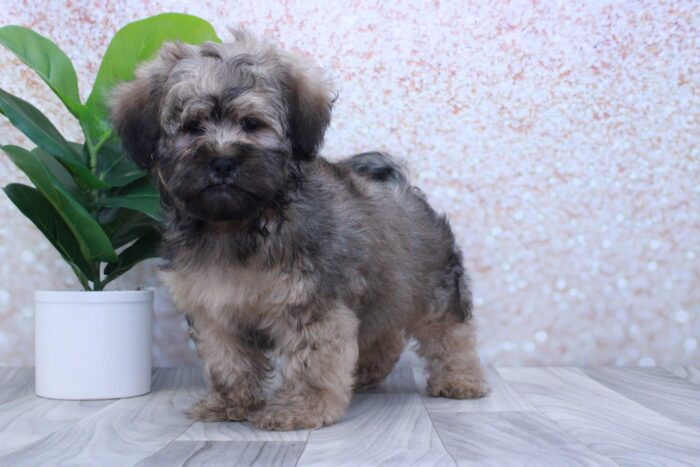 Chestnut- Cute Male Shih-Poo Puppy