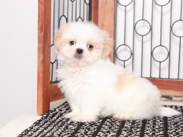 Chewie - Loving Little male Cava-tzu Puppy - Image 4