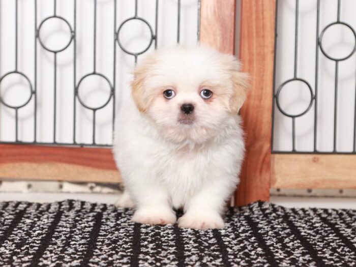 Chewie - Loving Little male Cava-tzu Puppy - Image 3