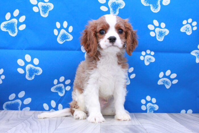 Chewy- Handsome ACA Male Cavalier Puppy