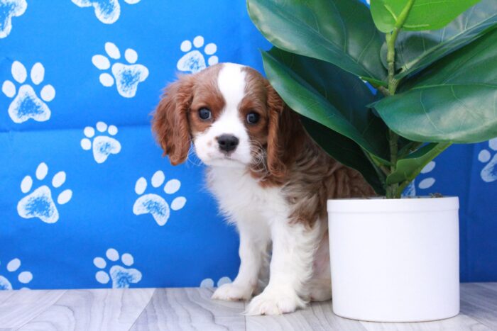 Chewy- Handsome ACA Male Cavalier Puppy - Image 2