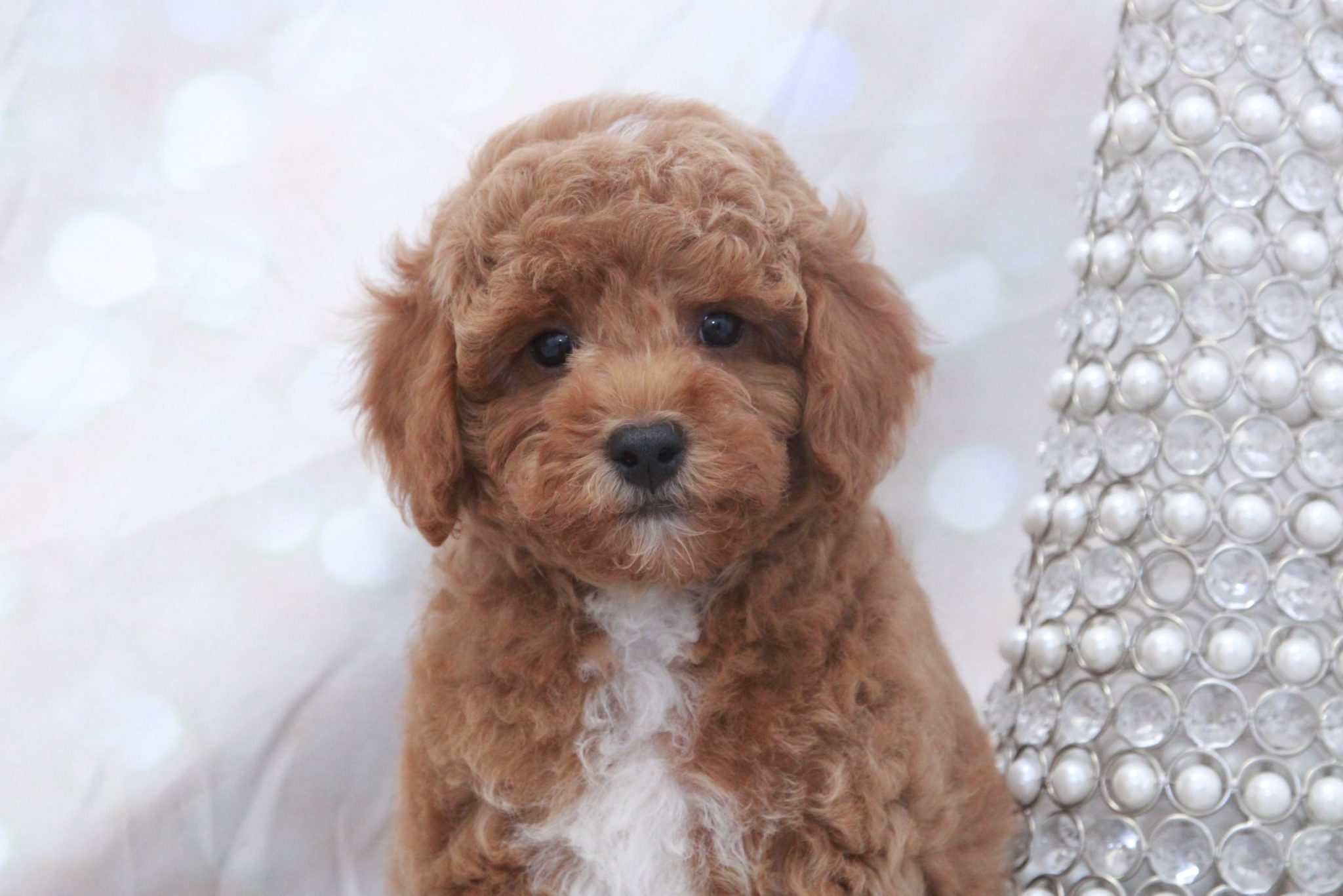 Chimney- Lovable F1B Male Cockapoo - Image 3