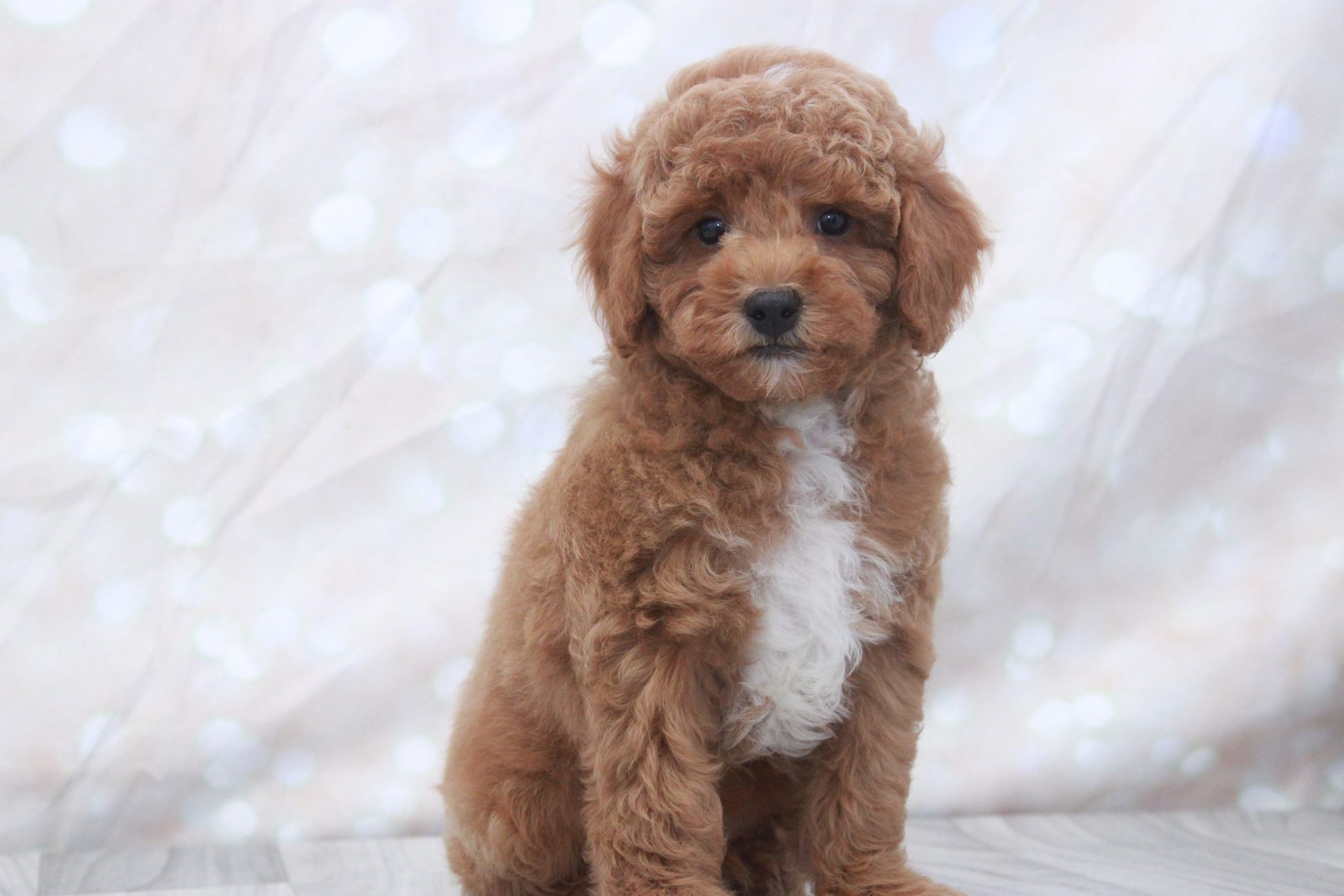 Chimney- Lovable F1B Male Cockapoo - Image 2