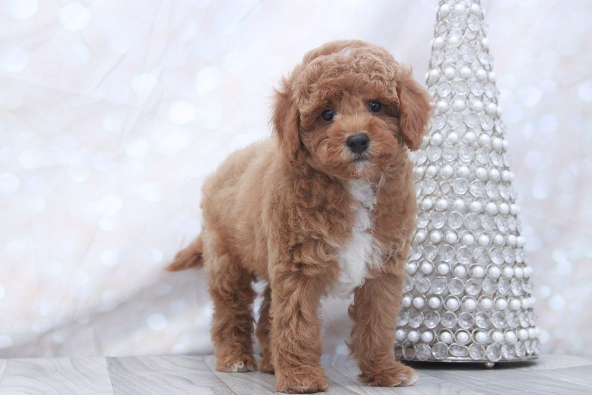Chimney- Lovable F1B Male Cockapoo