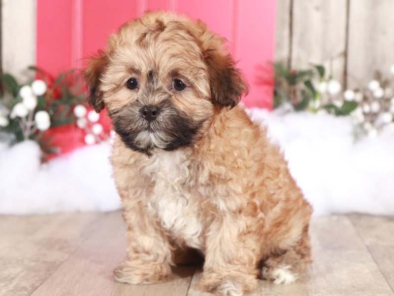 Troende bronze sød Chip- Cute,cuddly ShihPoo - Puppies Online