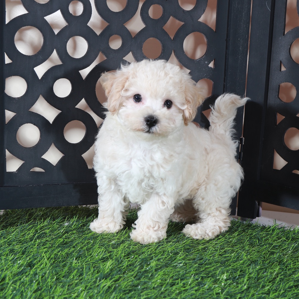 Chloe-Sweet Little Poochon Puppy - Image 3