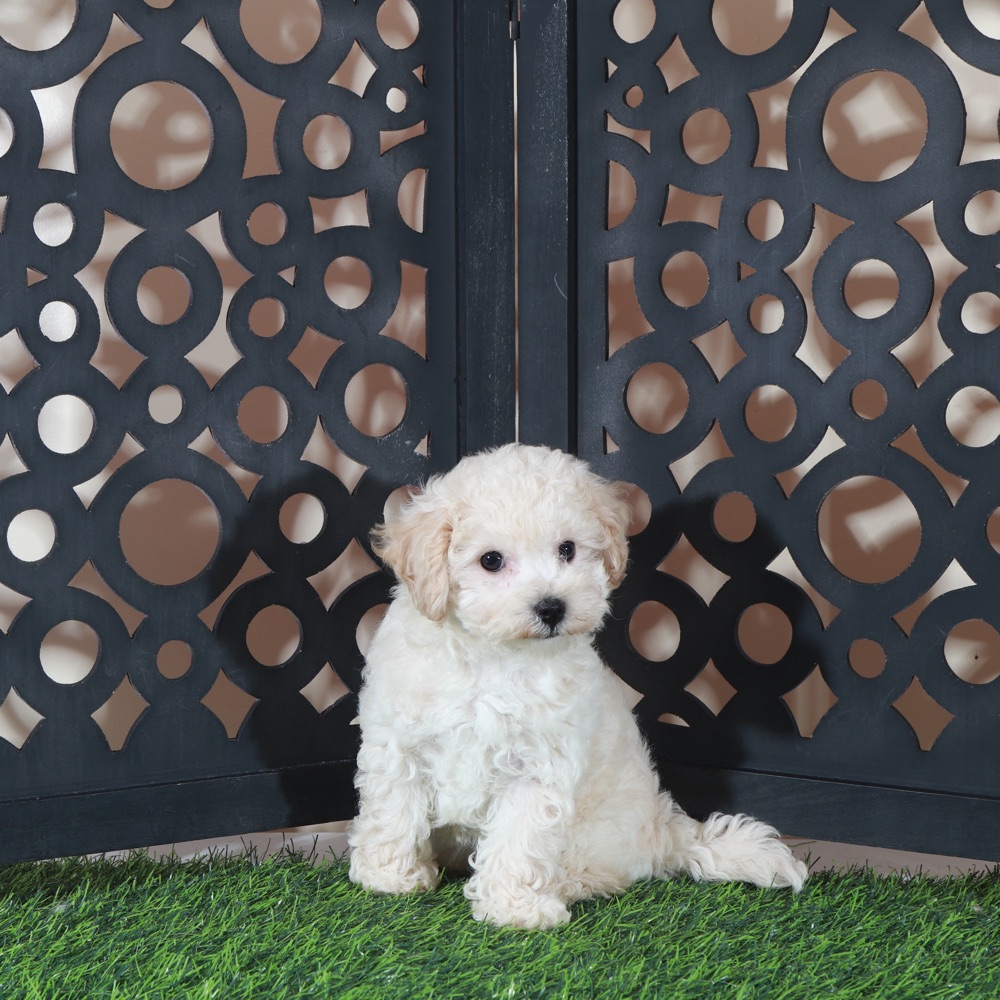 Chloe-Sweet Little Poochon Puppy - Image 4