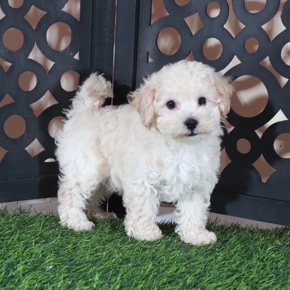 Chloe-Sweet Little Poochon Puppy - Image 5