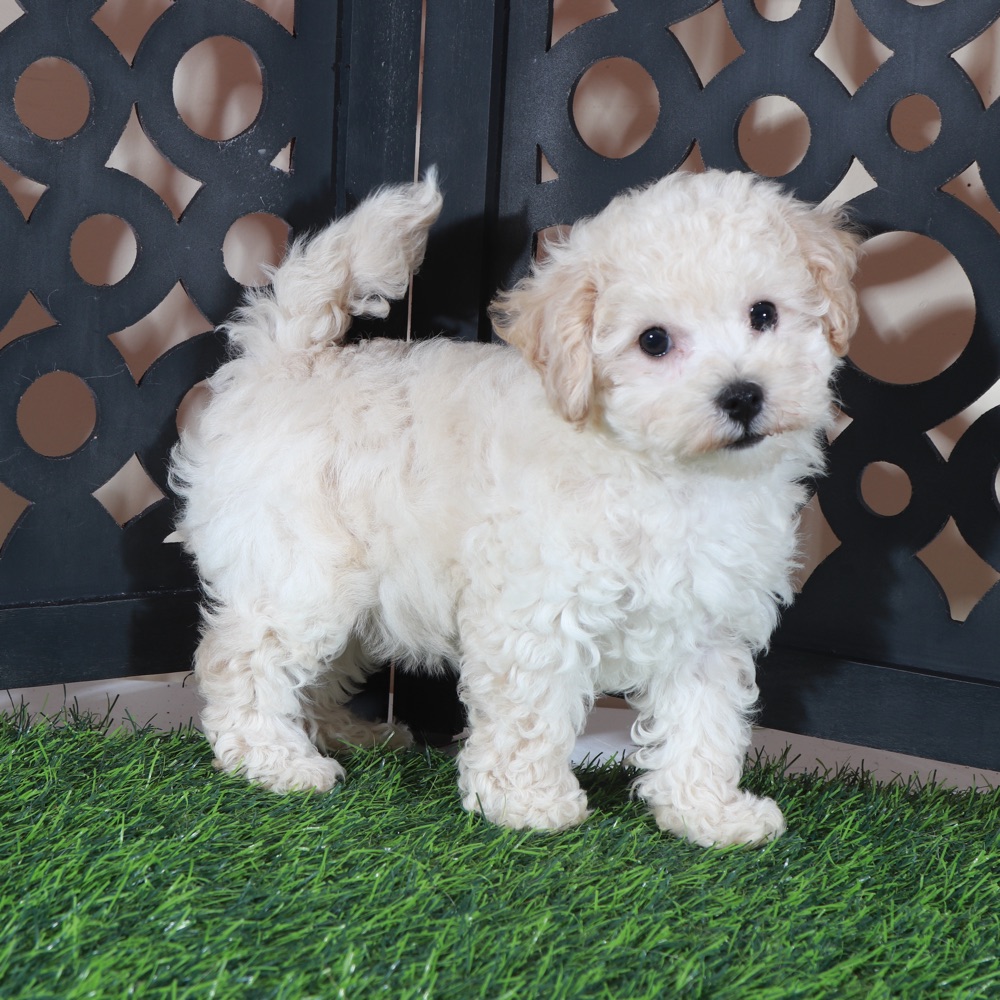Chloe-Sweet Little Poochon Puppy