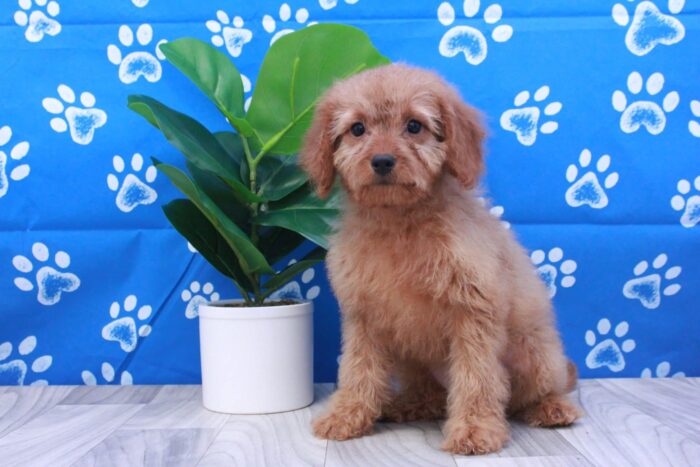 Chloe- Loving Mini Female Goldendoodle Puppy
