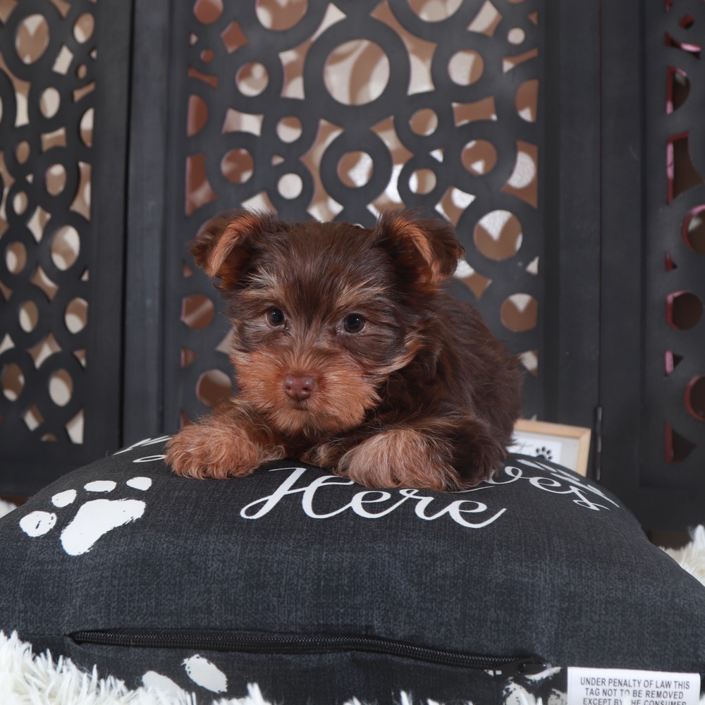 Choco-Male ACA Chocolate Toy Yorkie
