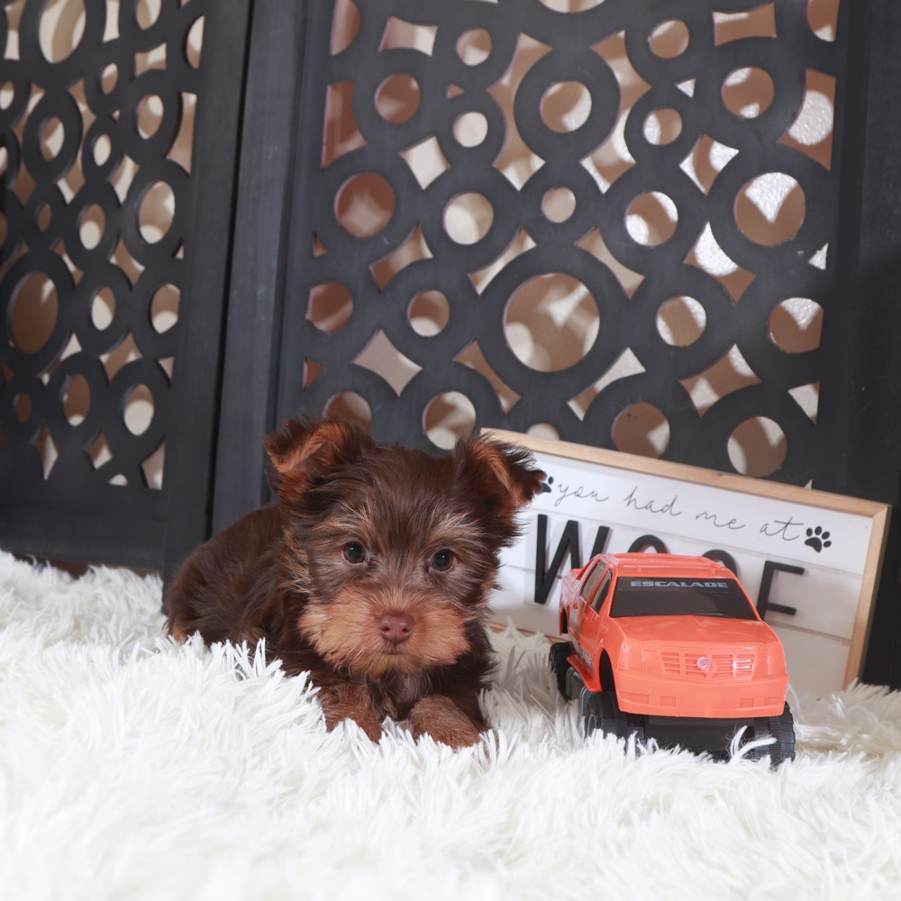 Choco-Male ACA Chocolate Toy Yorkie - Image 3