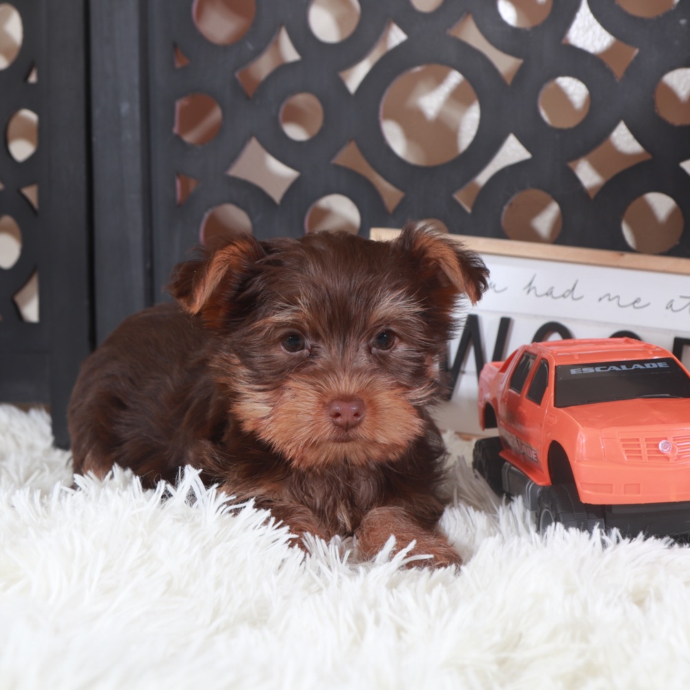 Choco-Male ACA Chocolate Toy Yorkie - Image 4