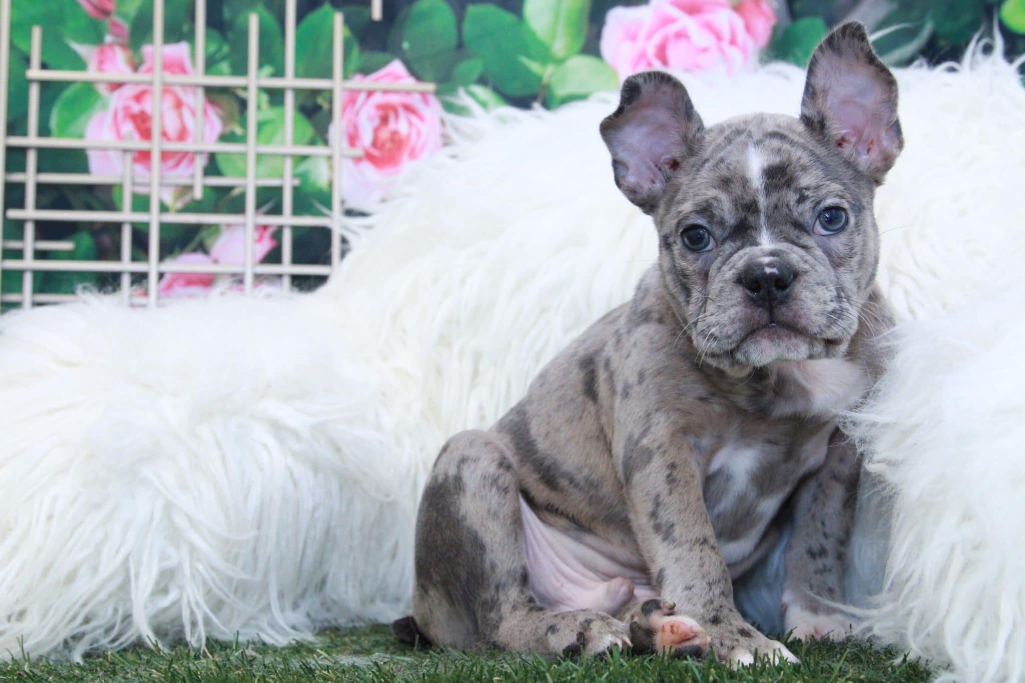 Chopper - Handsome Male Merle Frenchton Puppy
