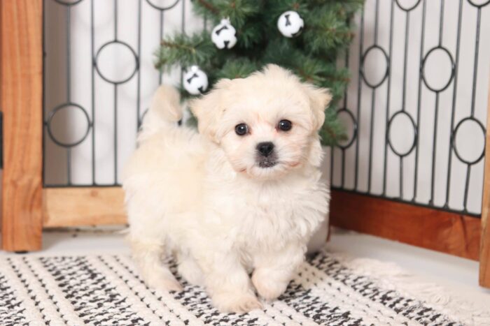Christine - Perfect Little Cream Female Teddy Bear Puppy