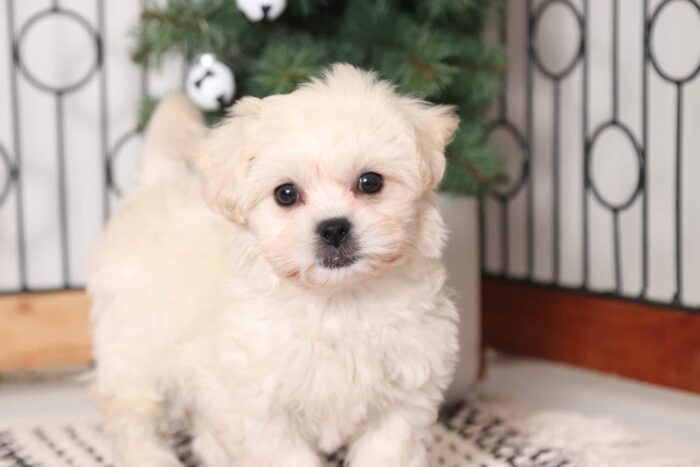 Christine - Perfect Little Cream Female Teddy Bear Puppy - Image 2