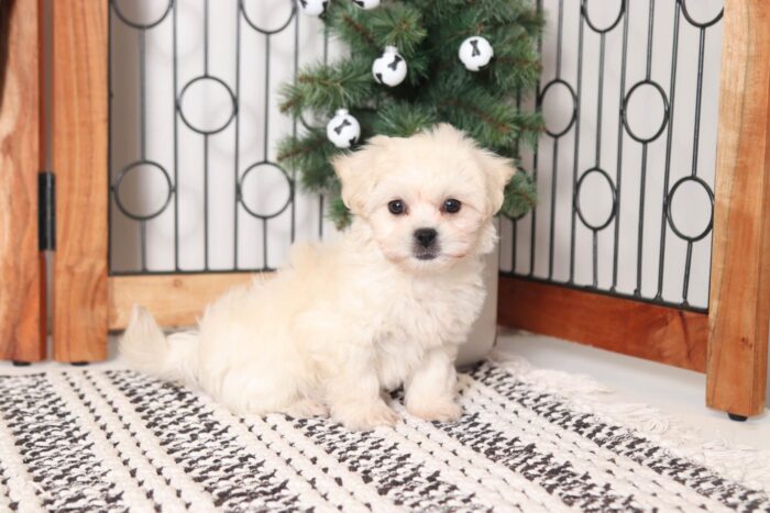 Christine - Perfect Little Cream Female Teddy Bear Puppy - Image 3