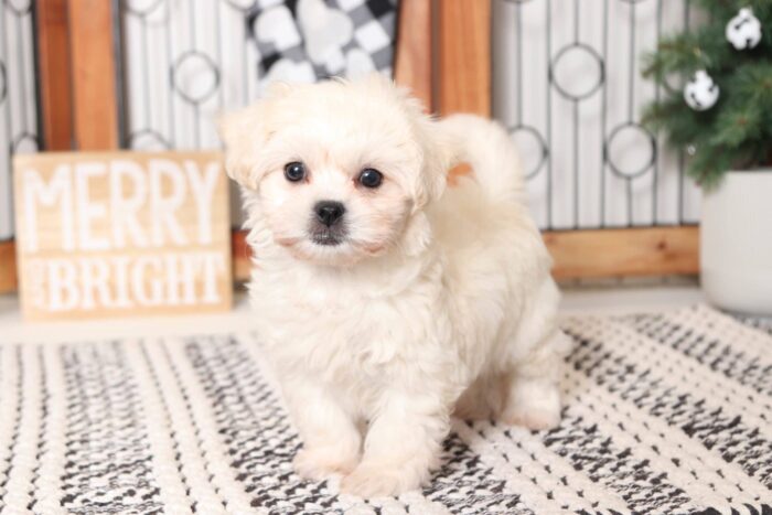 Christine - Perfect Little Cream Female Teddy Bear Puppy - Image 4