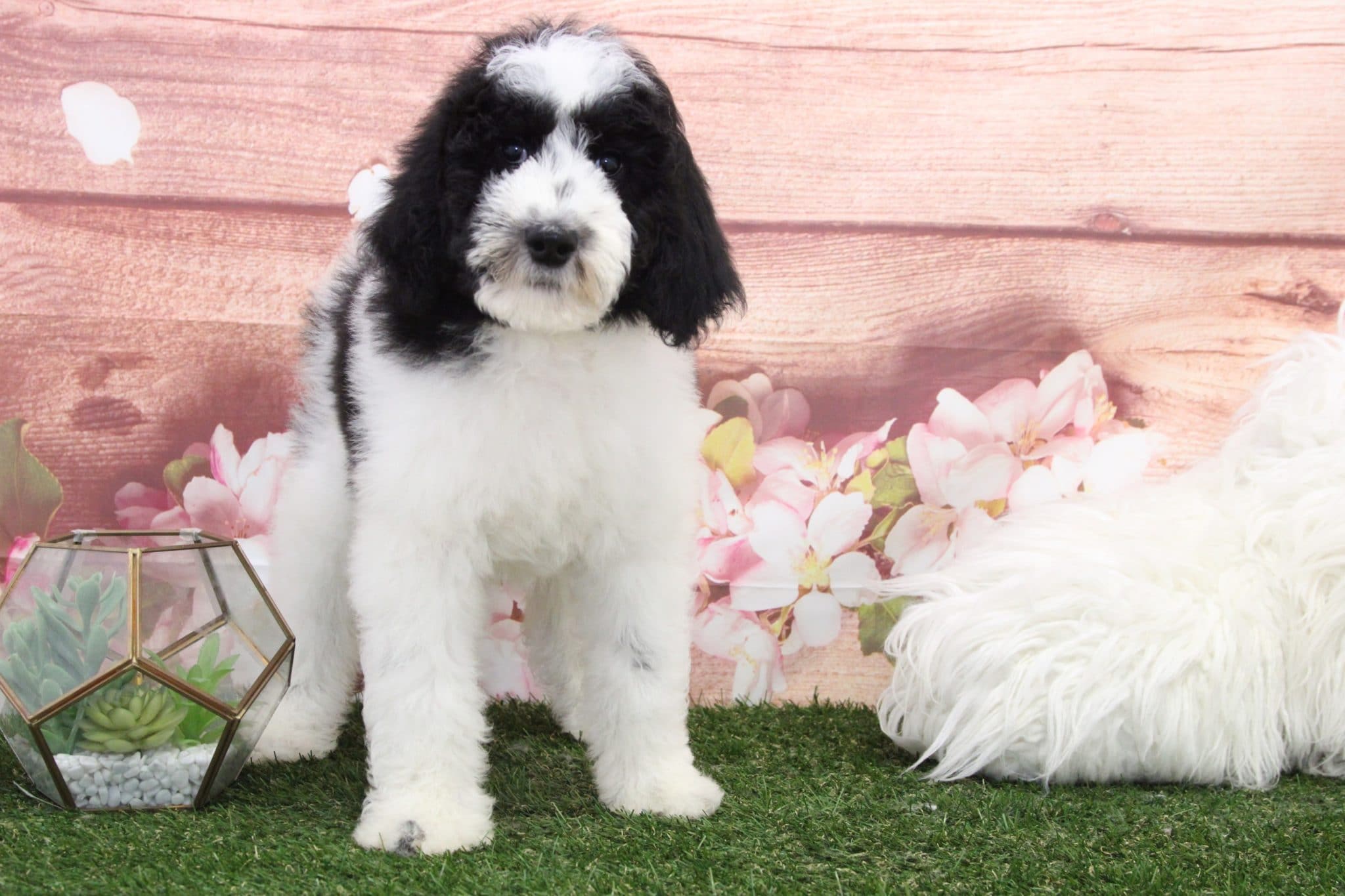Chuck - Dapper Male Sheepadoodle Puppy - Image 2