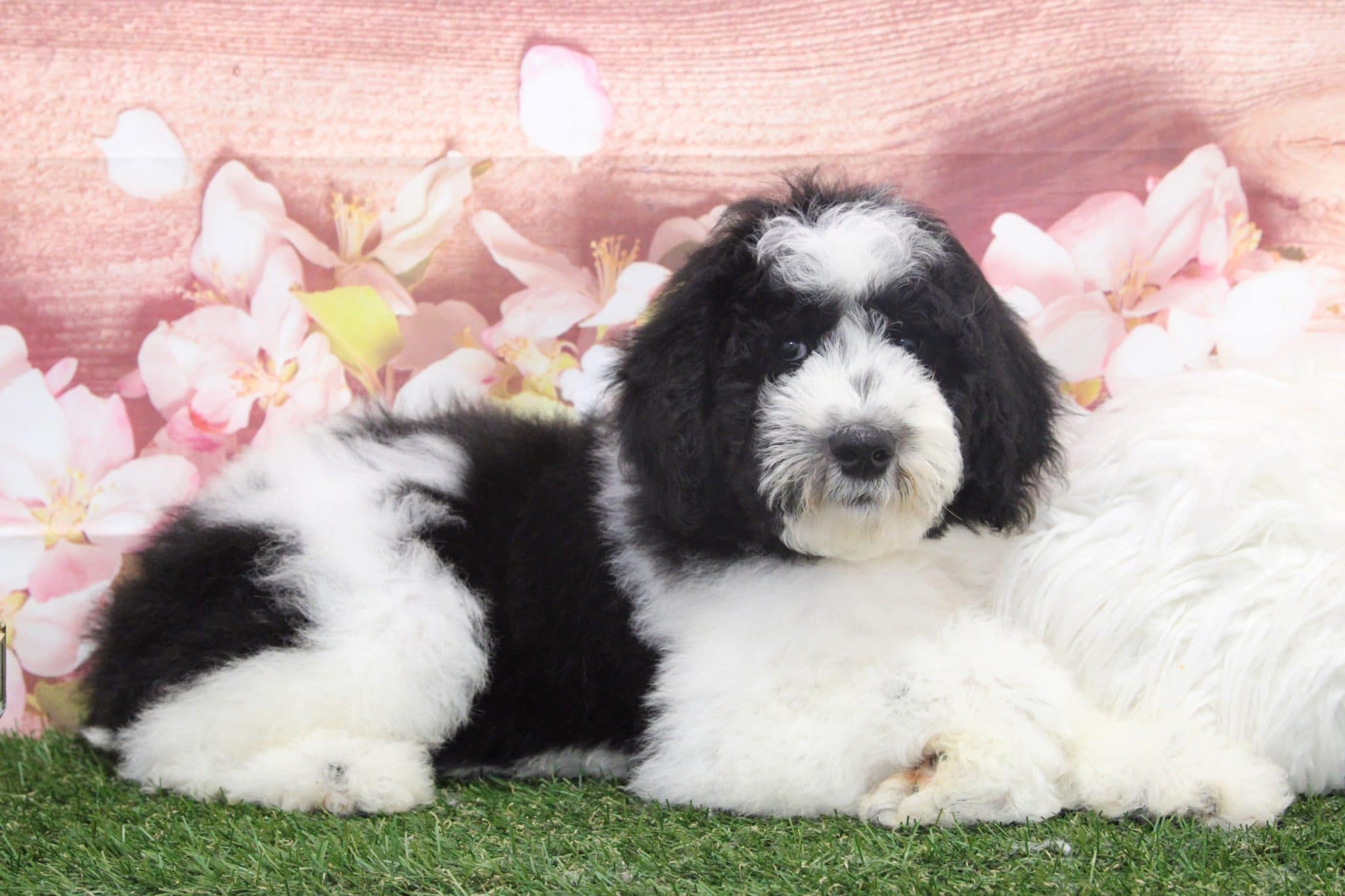 Chuck - Dapper Male Sheepadoodle Puppy - Image 3