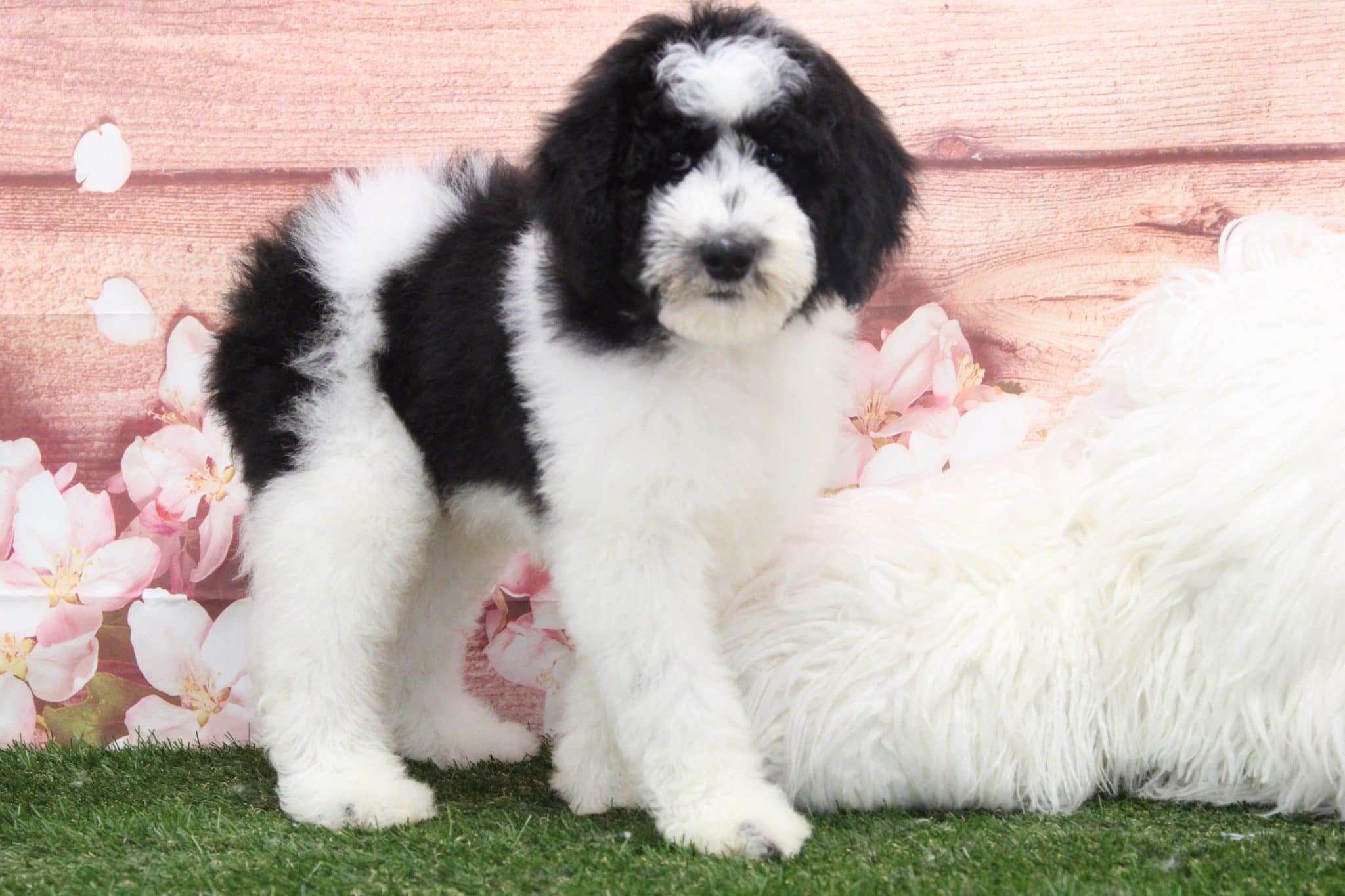 Chuck - Dapper Male Sheepadoodle Puppy