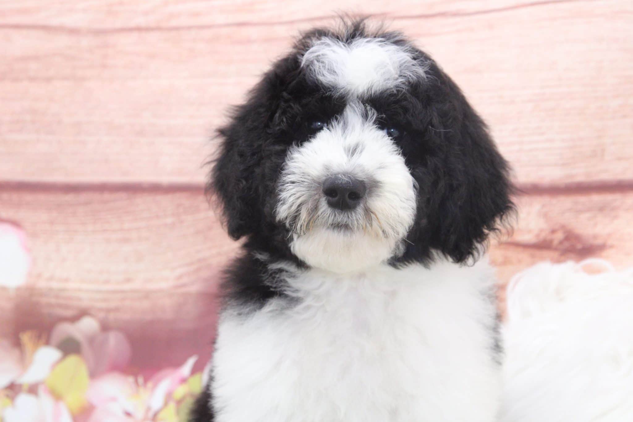 Chuck - Dapper Male Sheepadoodle Puppy - Image 5