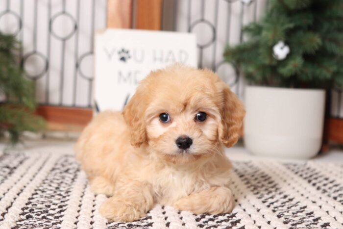 Cider- Adorable Male Red Cavachon Puppy