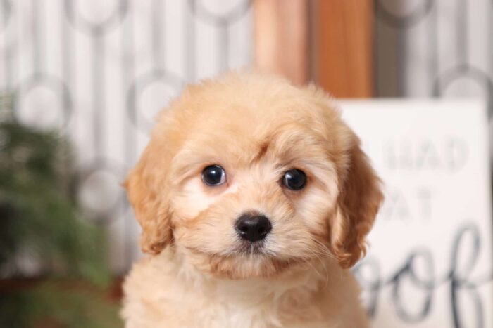 Cider- Adorable Male Red Cavachon Puppy - Image 2