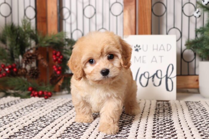Cider- Adorable Male Red Cavachon Puppy - Image 3