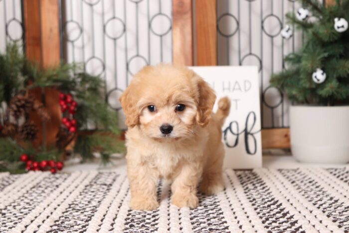 Cider- Adorable Male Red Cavachon Puppy - Image 4