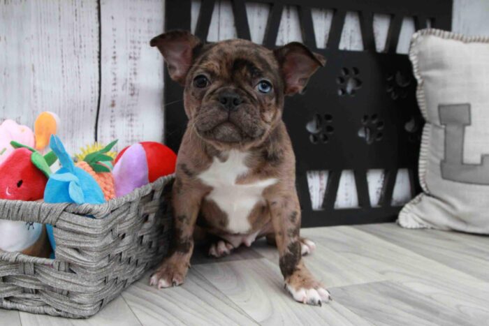 Claire- Pretty Merle Female Frenchton Puppy