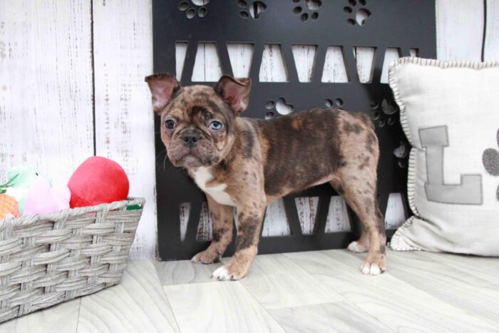 Claire- Pretty Merle Female Frenchton Puppy - Image 3