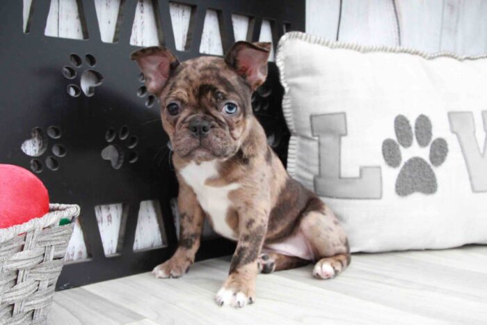 Claire- Pretty Merle Female Frenchton Puppy - Image 4