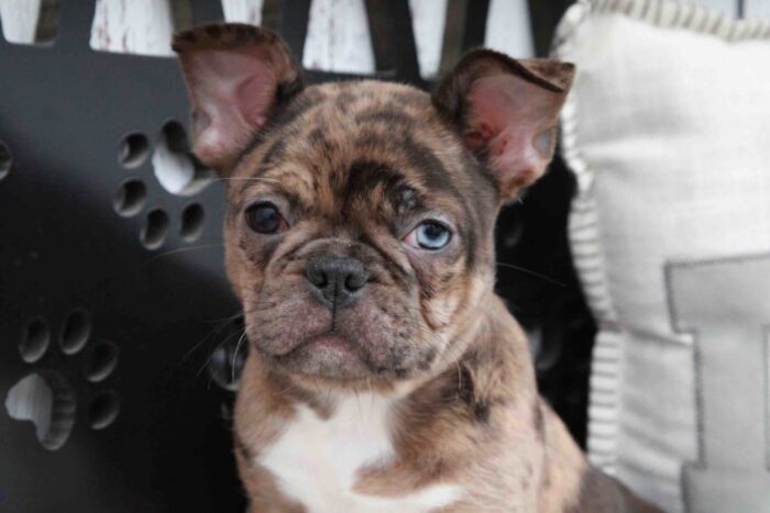Claire- Pretty Merle Female Frenchton Puppy - Image 5