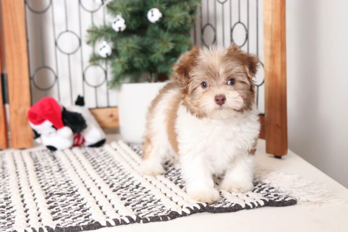 Claire- Wonderful Little Brown and White Female Malti-Poo Puppy