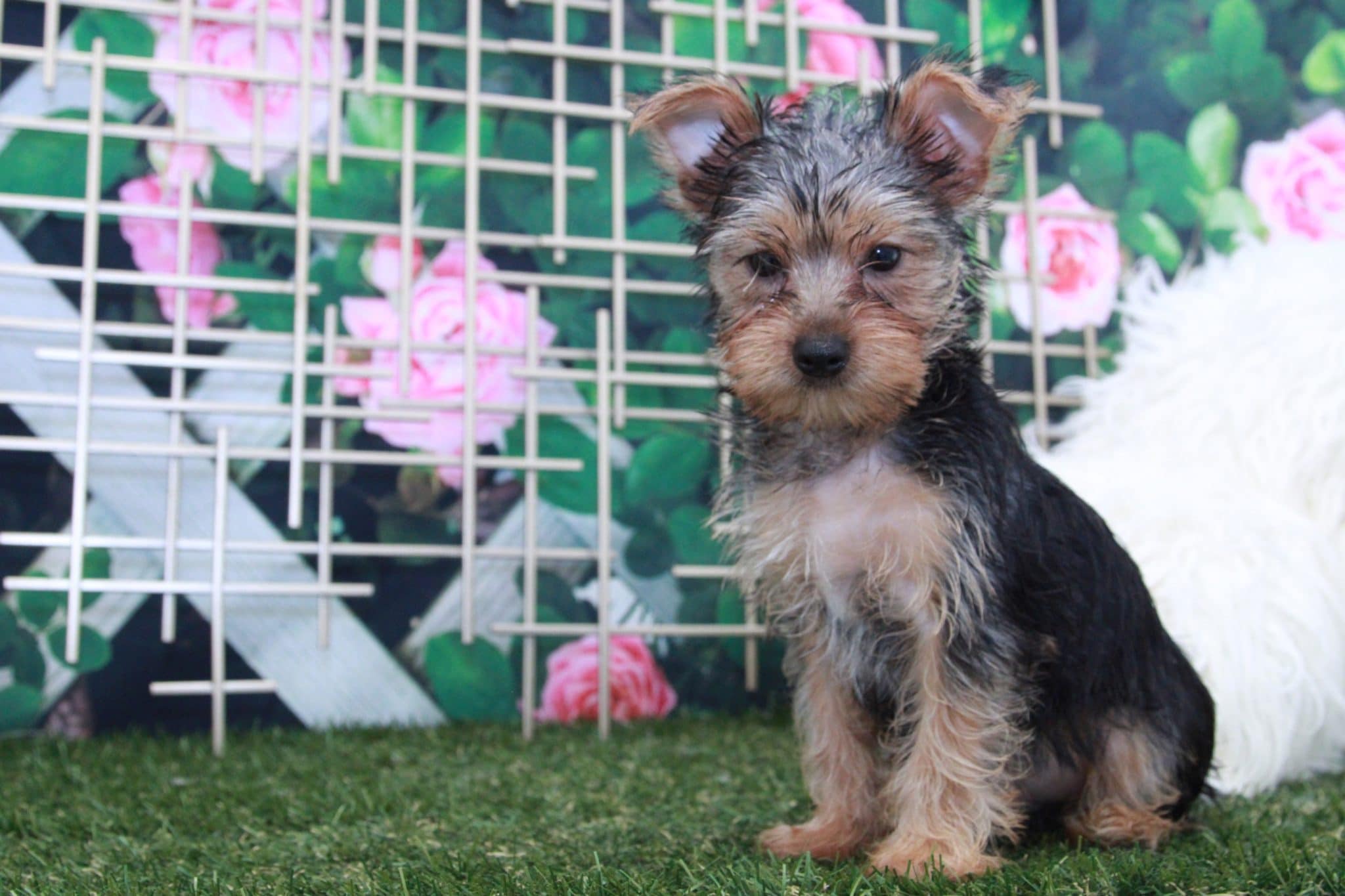 Clark - Cuddly Male Yorkie Puppy - Image 2
