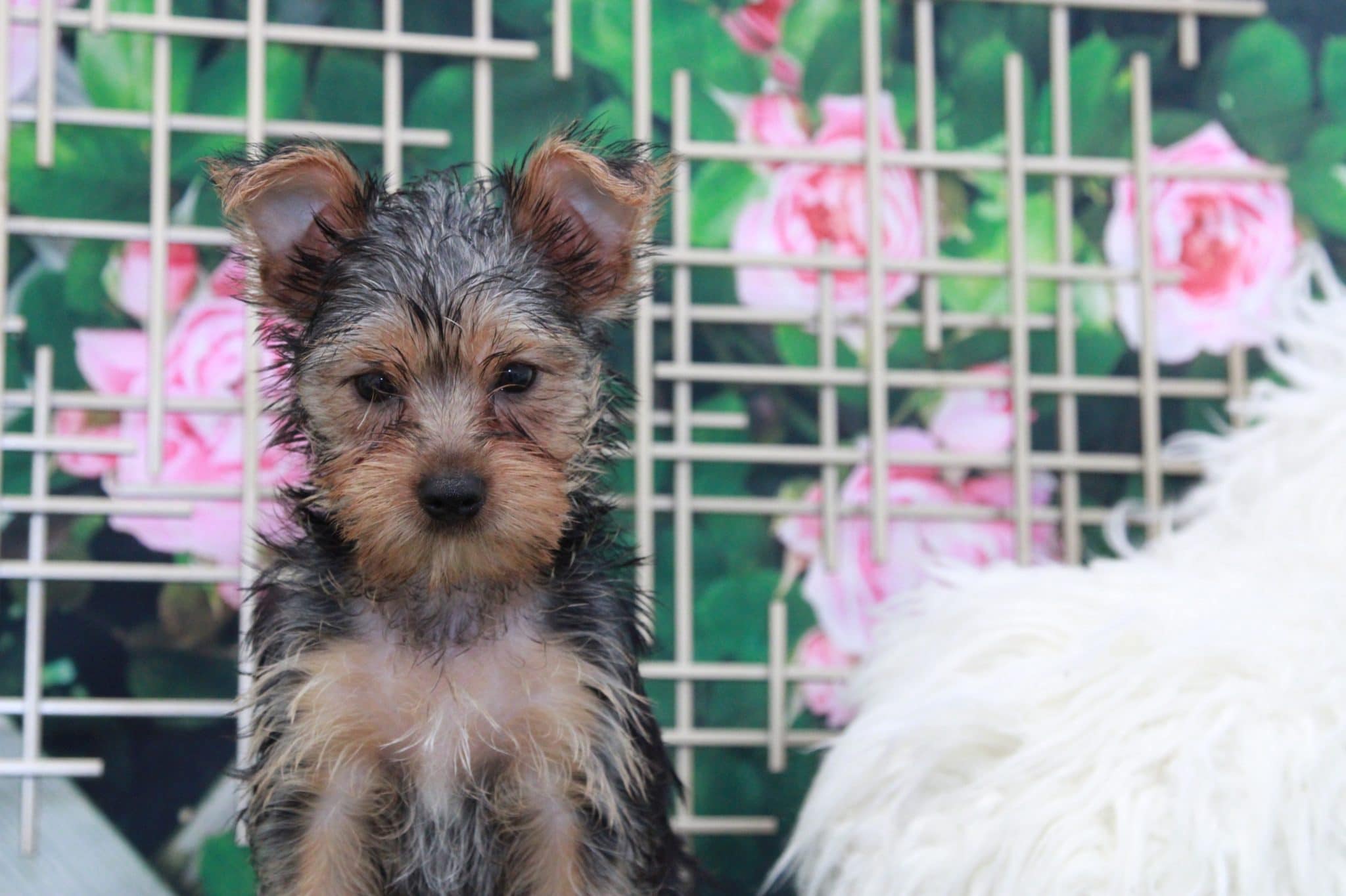 Clark - Cuddly Male Yorkie Puppy