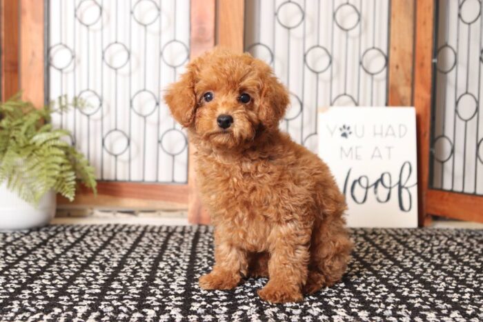 Clifford - Great Little Male Red Toy Poodle Puppy