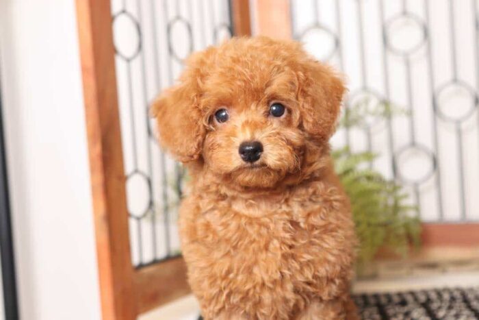 Clifford - Great Little Male Red Toy Poodle Puppy - Image 2