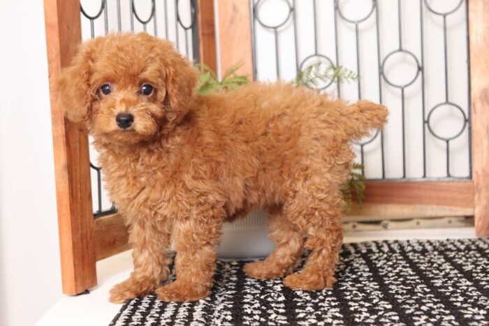 Clifford - Great Little Male Red Toy Poodle Puppy - Image 3