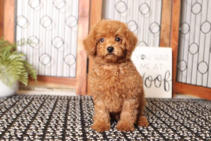 Clifford - Great Little Male Red Toy Poodle Puppy - Image 4