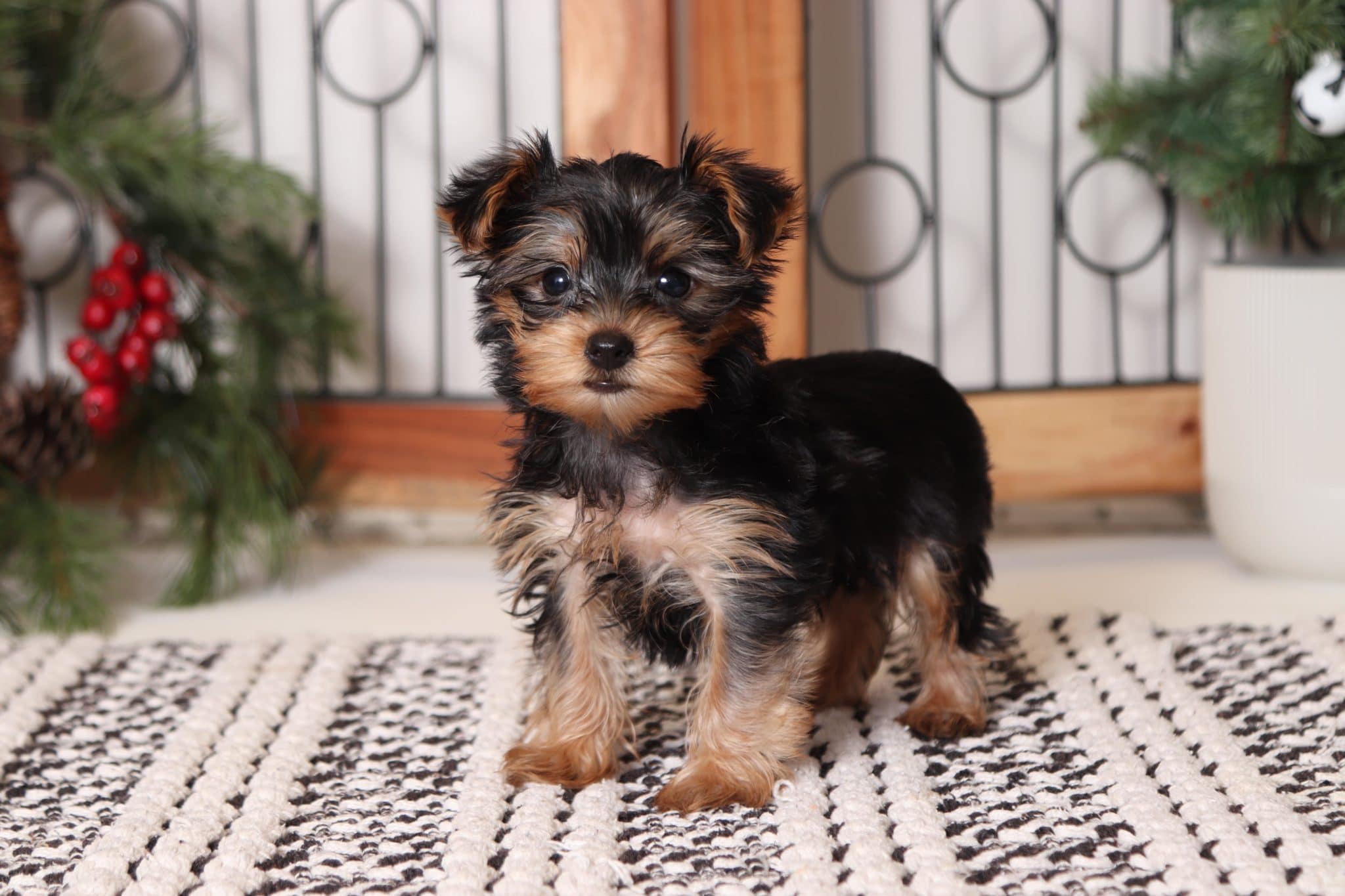 Clove - Loving Little ACA Toy Female Yorkie